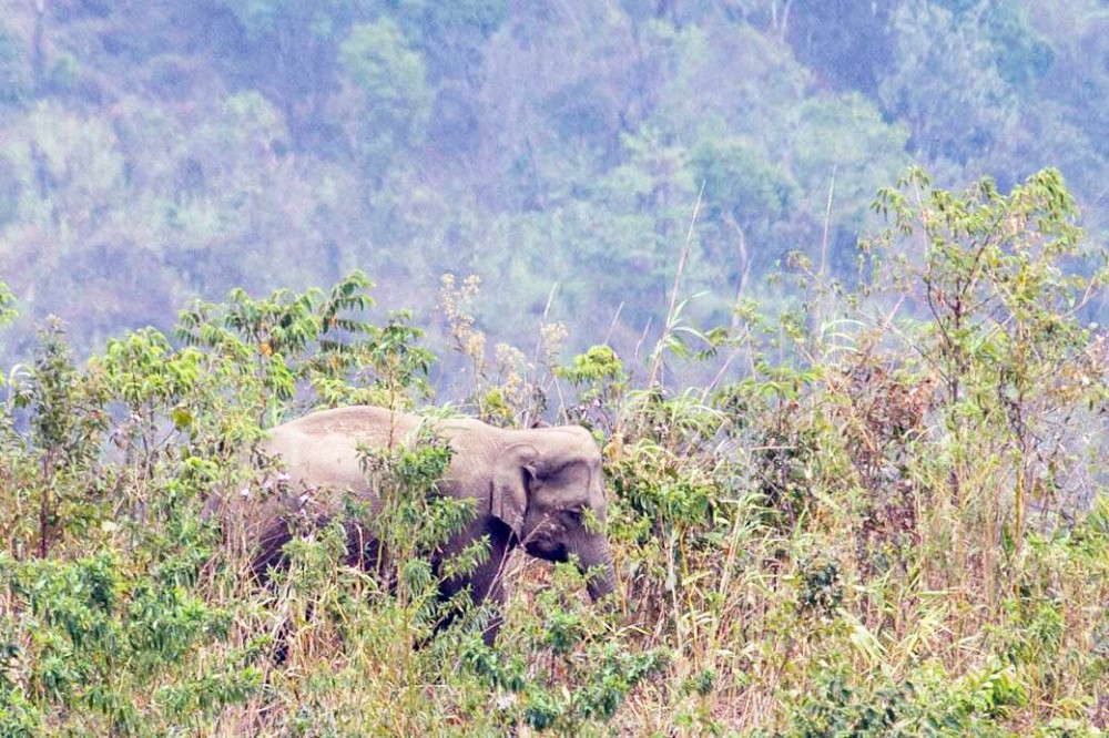 Elephant seen in Zukihe village under Dimapur district. (Photo Courtesy: Dimapur Wildlife Division)